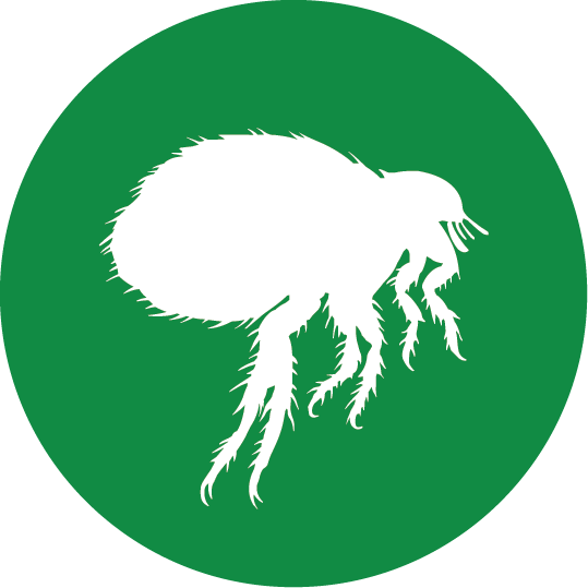 Dog flea and Ticks